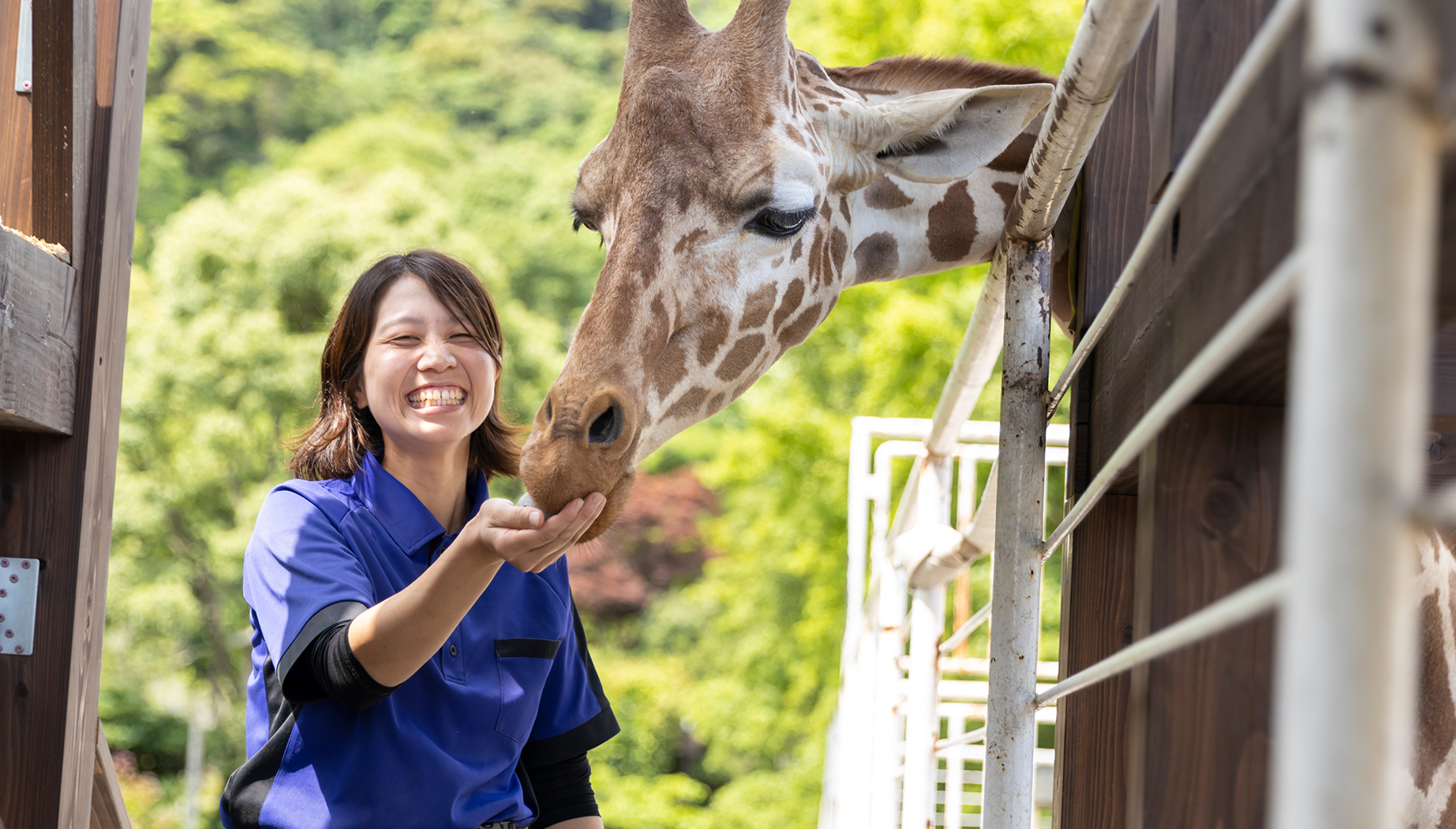 キリンのお世話をする女性