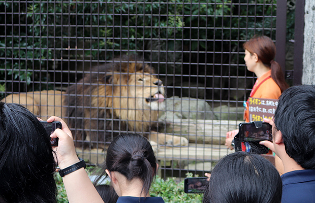 ライオンの檻の前に立つ飼育員と撮影する人たち