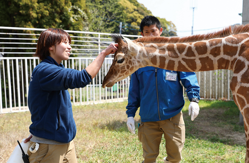 キリンの頭を撫でる林田さん