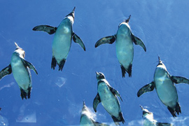 九十九島動植物園 森きららにペンギンの画像