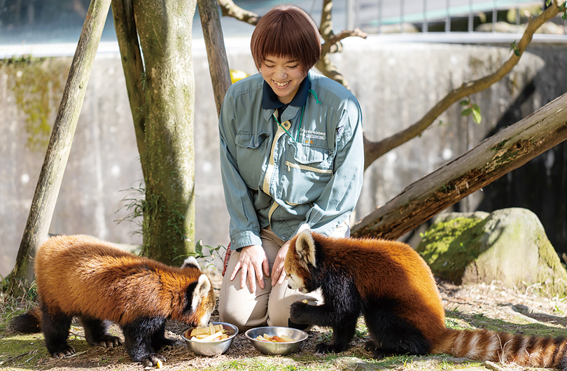 レッサーパンダに餌をあげる日髙さん