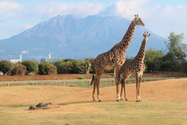 鹿児島市平川動物公園の画像