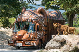 九州自然動物公園 アフリカンサファリの画像