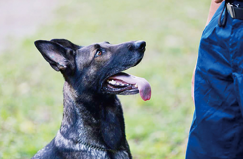 人と犬とがよりよく生活していけるような手助けができたら