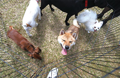 様々な犬種があつまる