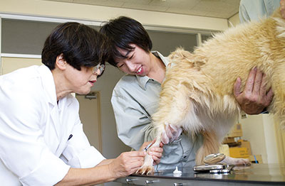 犬の予防接種の補助を行う持永さん