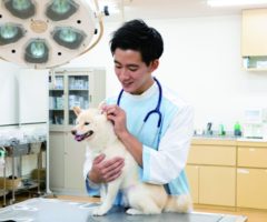 動物看護師になりたい！と思った人が知っておくべき基礎知識