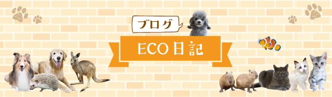 ブログ：ECO日記