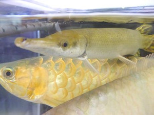 Photo_4