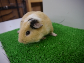 Photo_16