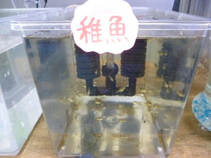 Photo_2
