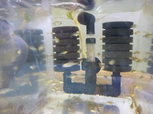 Photo_3
