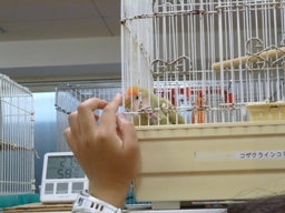 Photo_11