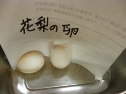 Photo_13