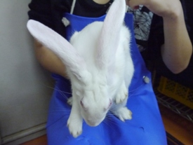 Photo_7