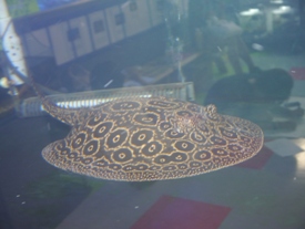 Photo_7