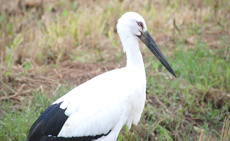 くちばしの長い野鳥