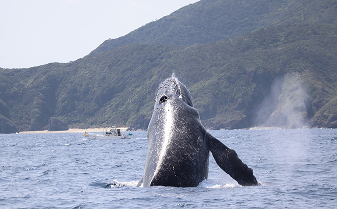 海洋生物調査（鯨類調査実習）