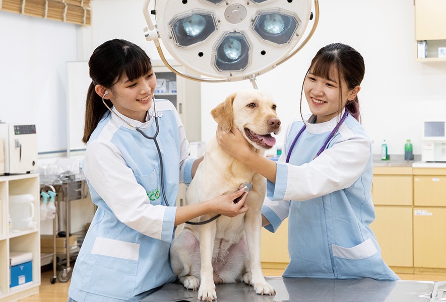 犬を診察する2人の学生