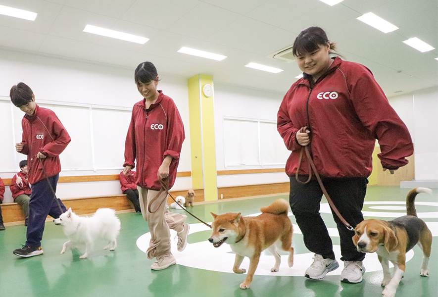 犬の訓練風景