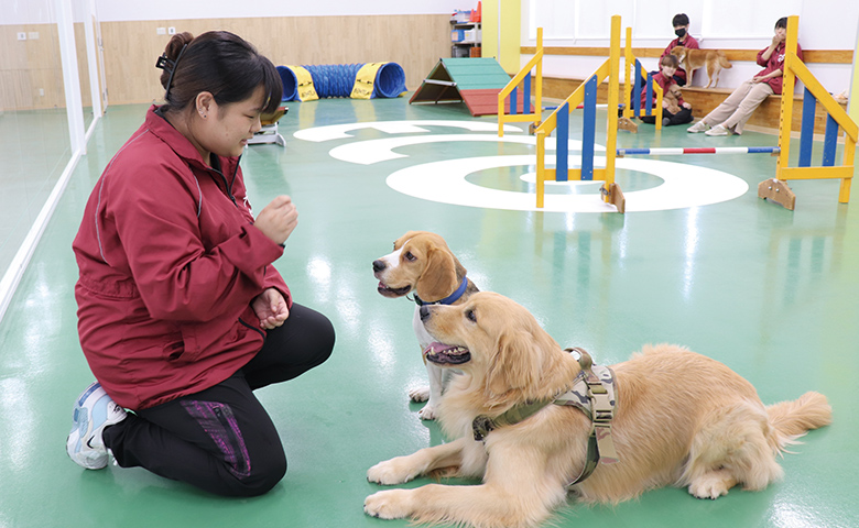 犬のトレーニングをする女性