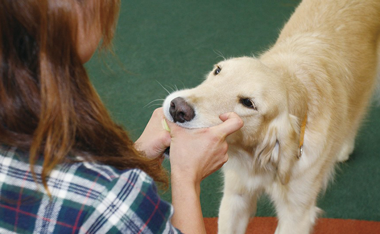 犬を撫でる女性