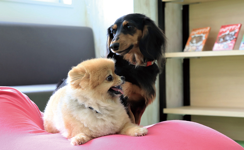 2匹の小型犬