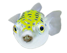 魚