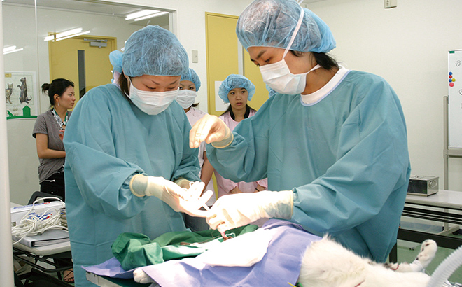 動物外科看護学実習
