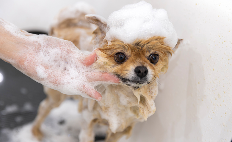 シャンプーされる犬