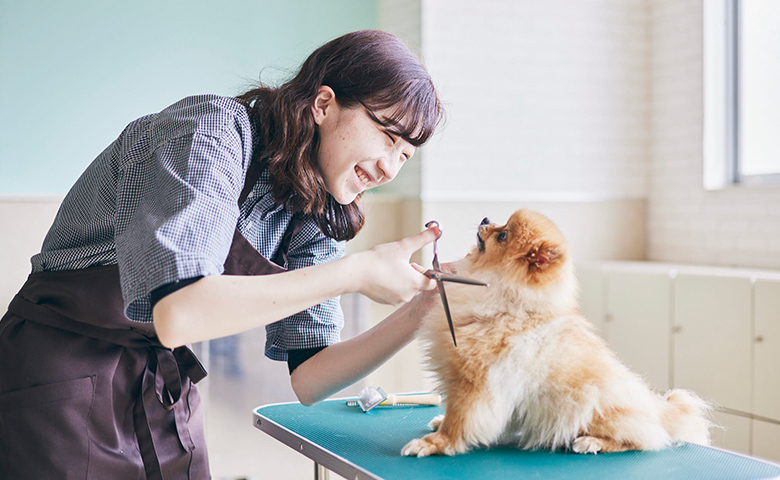 犬のトリミングをする女性