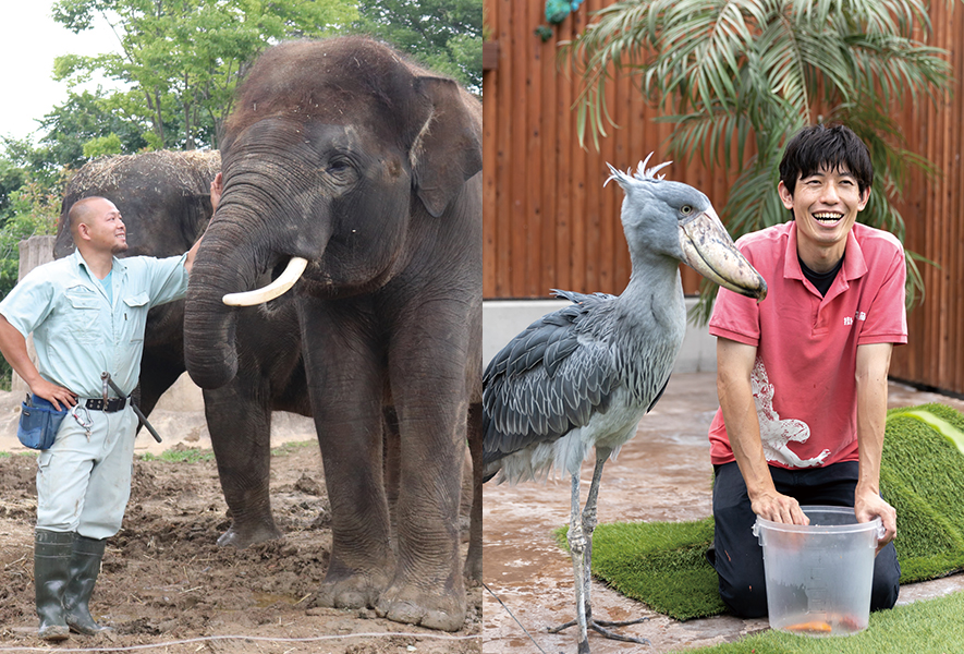 ゾウを撫でる飼育員、ハシビロコウの世話をする飼育員