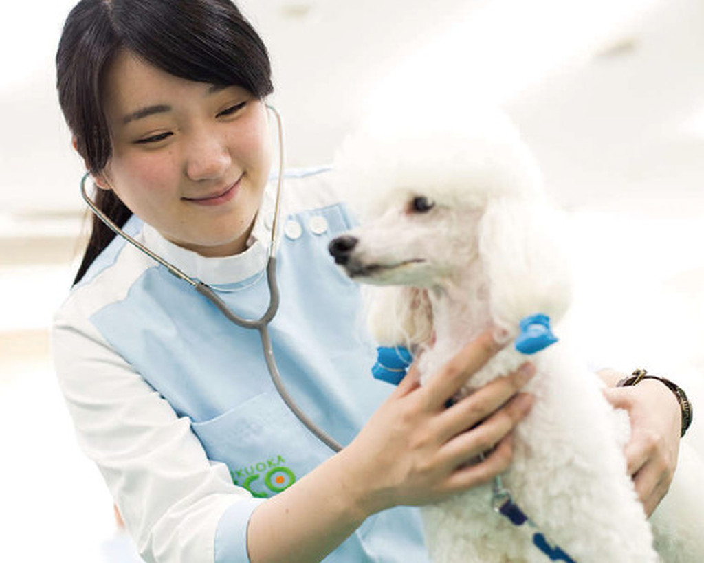 小さな命を救う白衣の天使動物看護師のお仕事を体験しよう！｜福岡ECO動物海洋専門学校