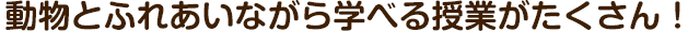 動物とふれあいながら学べる授業がたくさん！